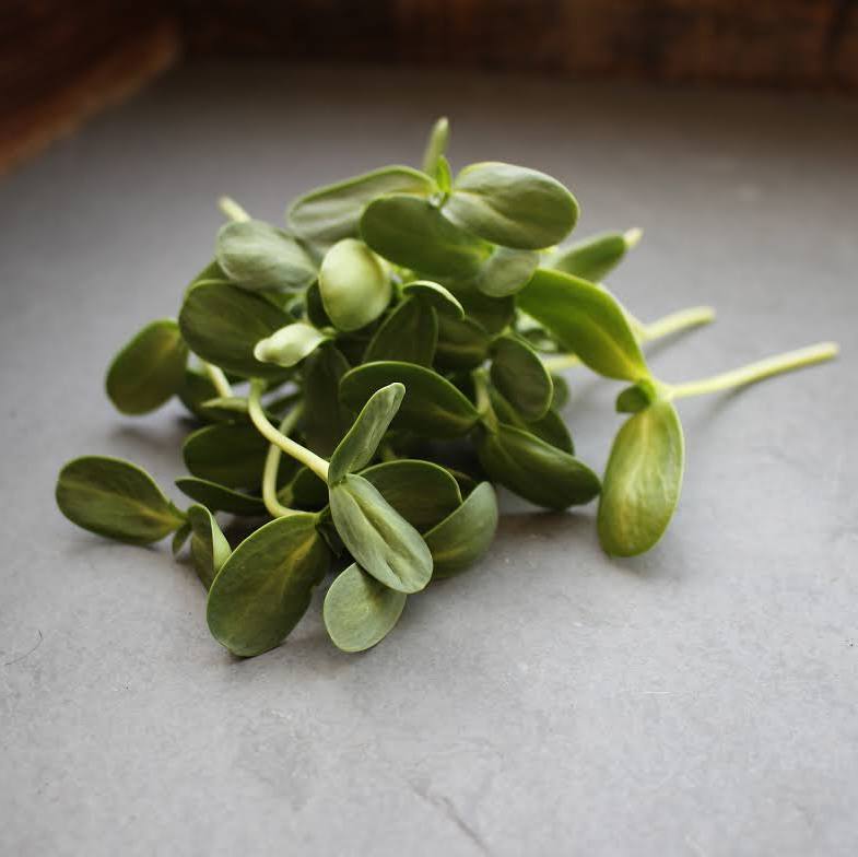 Microgreens - Sunflower Shoots